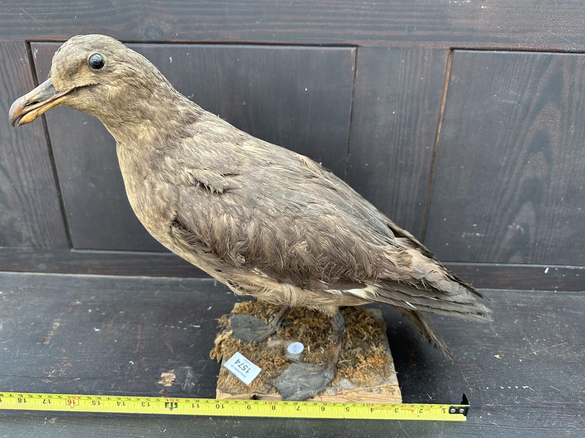 A LARGE TAXIDERMY SKUA ON A WOODEN PLINTH - Image 6 of 6