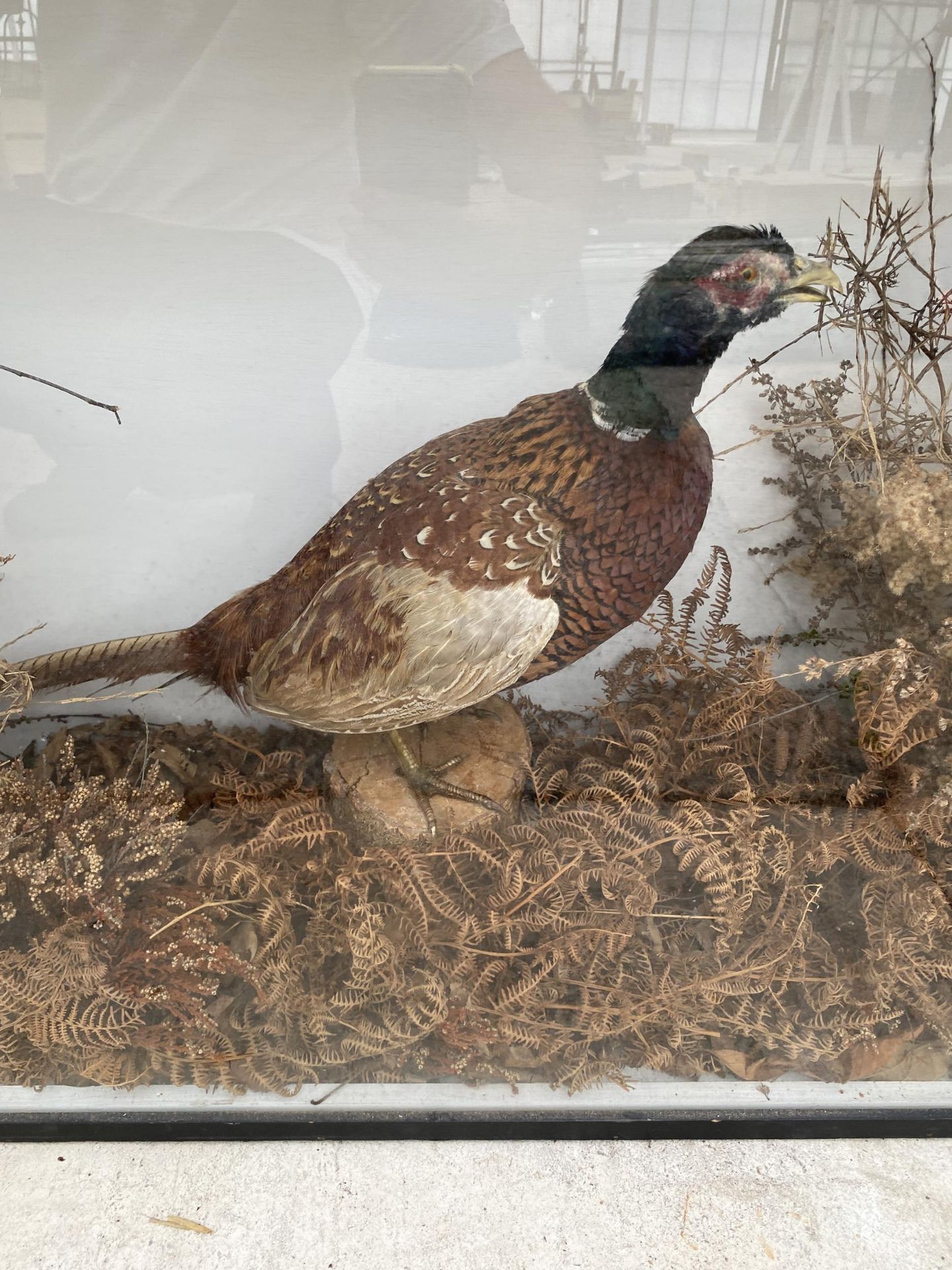 A LARGE CASED VINTAGE TAXIDERMY COCK PHEASANT - Image 3 of 7