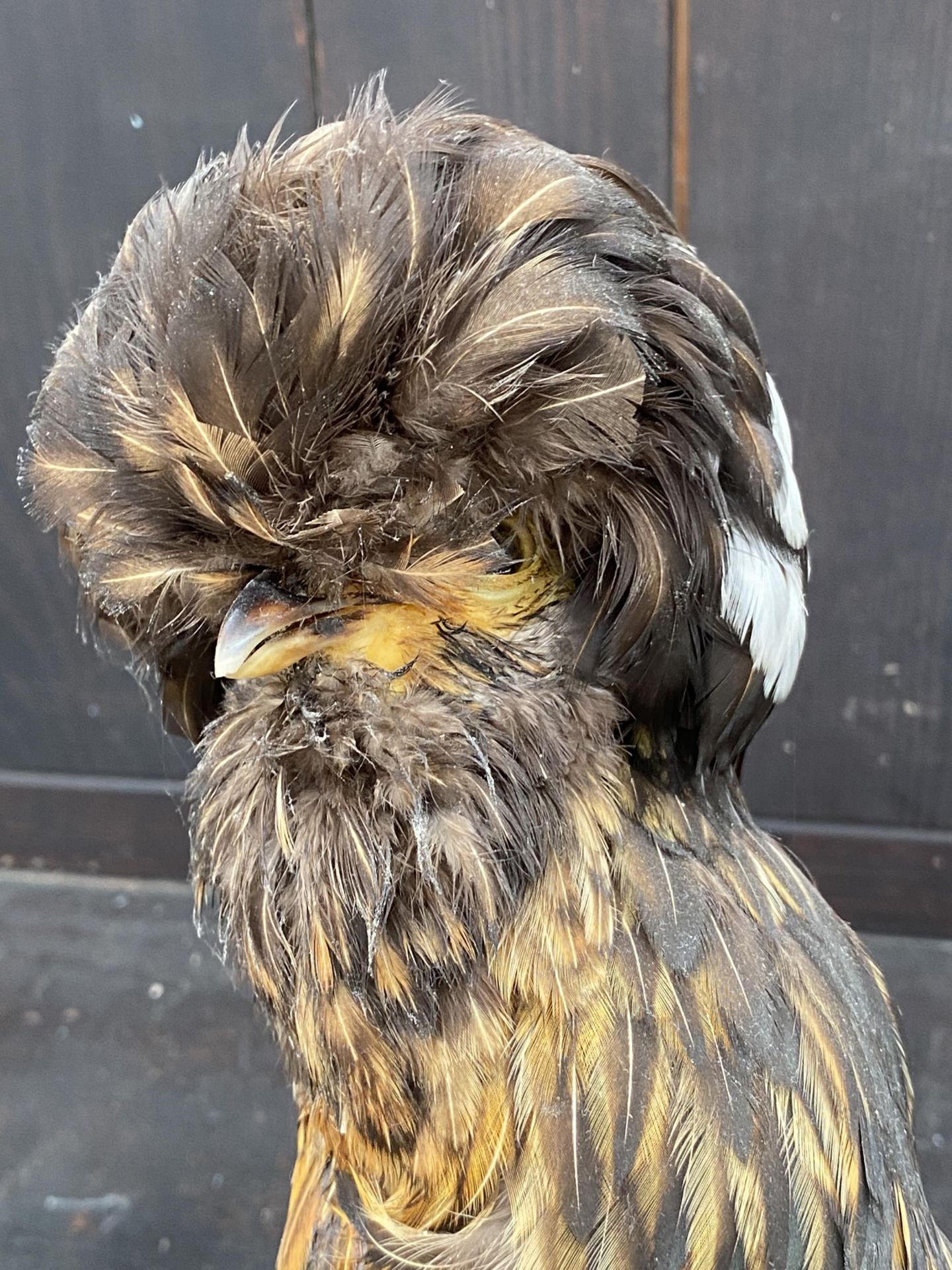 A LARGE TAXIDERMY POLISH FRIZZLE CHICKEN ON A LOG PLINTH - Image 4 of 8