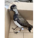 A VINTAGE TAXIDERMY LAPWING