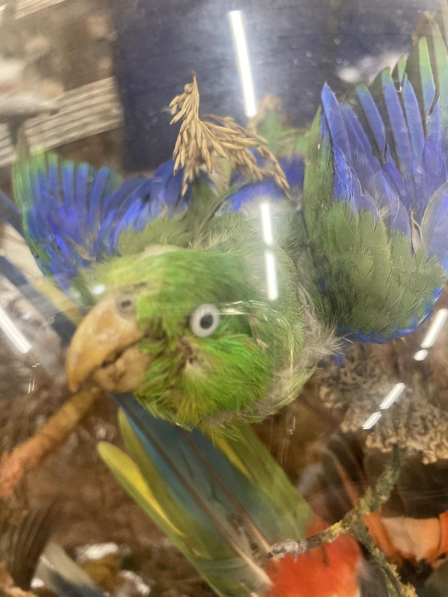 A LARGE VINTAGE TAXIDERMY BIRD MONTAGE DISPLAY IN LARGE GLASS DOME AND WOODEN BASE - Image 4 of 7