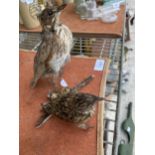 TWO SMALL TAXIDERMY BIRDS