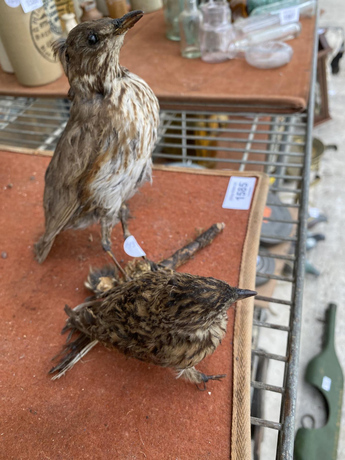 TWO SMALL TAXIDERMY BIRDS