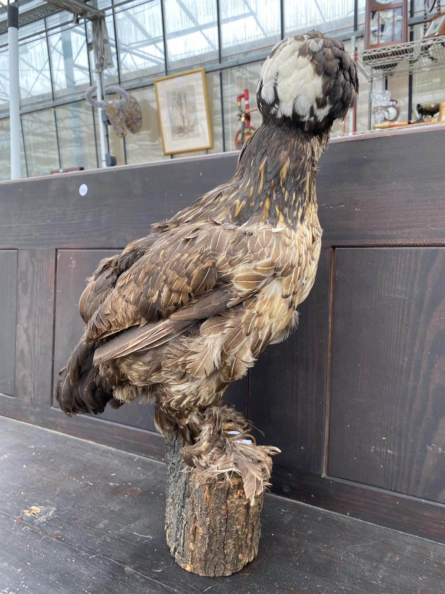 A LARGE TAXIDERMY POLISH FRIZZLE CHICKEN ON A LOG PLINTH - Image 8 of 8