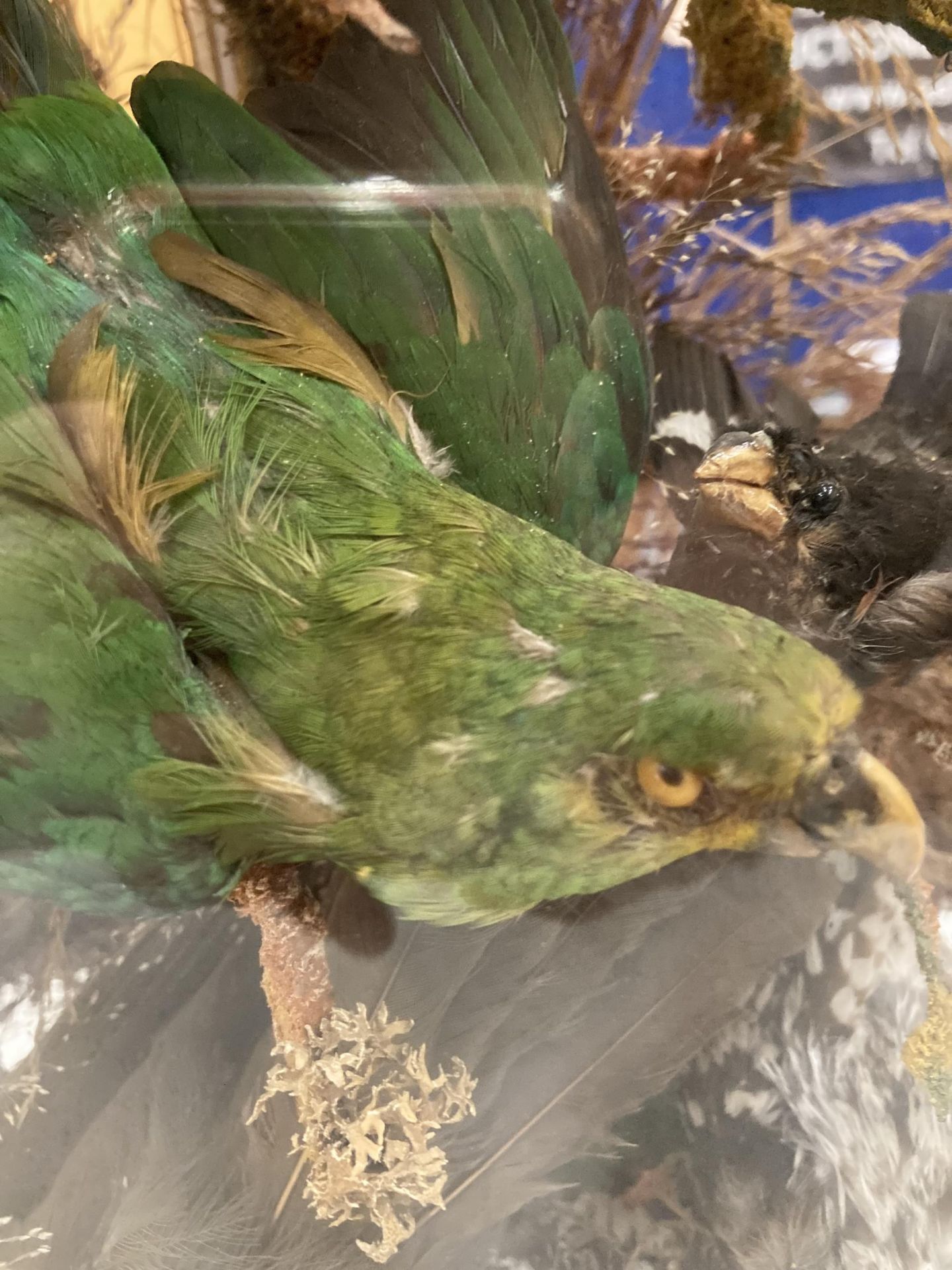 A LARGE VINTAGE TAXIDERMY BIRD MONTAGE DISPLAY IN LARGE GLASS DOME AND WOODEN BASE - Image 5 of 7