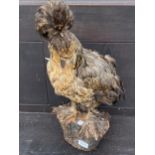 A LARGE TAXIDERMY POLISH FRIZZLE CHICKEN ON A LOG PLINTH