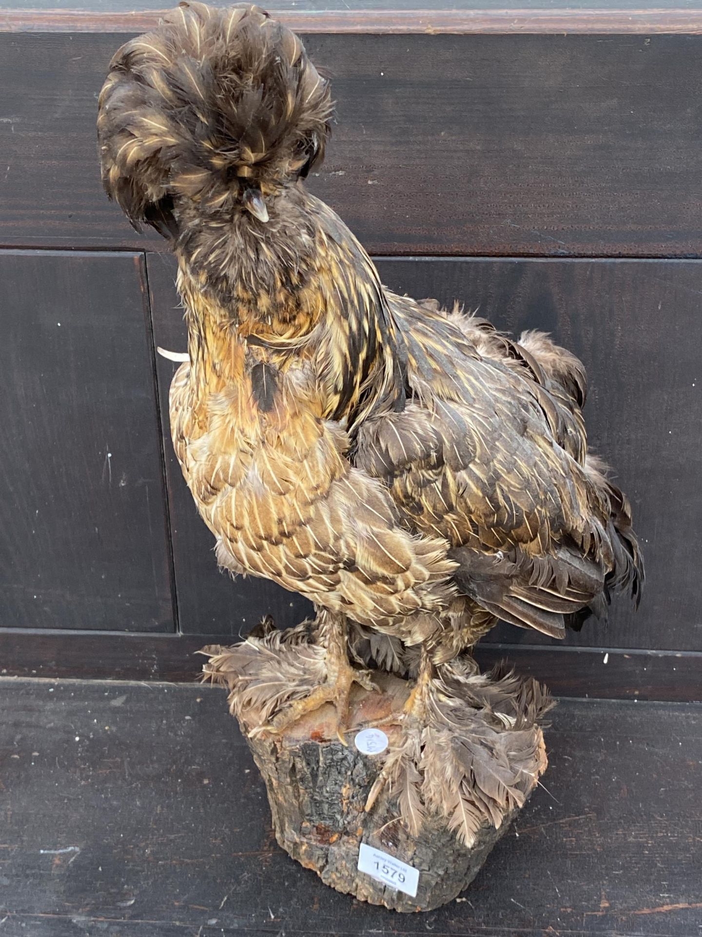 A LARGE TAXIDERMY POLISH FRIZZLE CHICKEN ON A LOG PLINTH