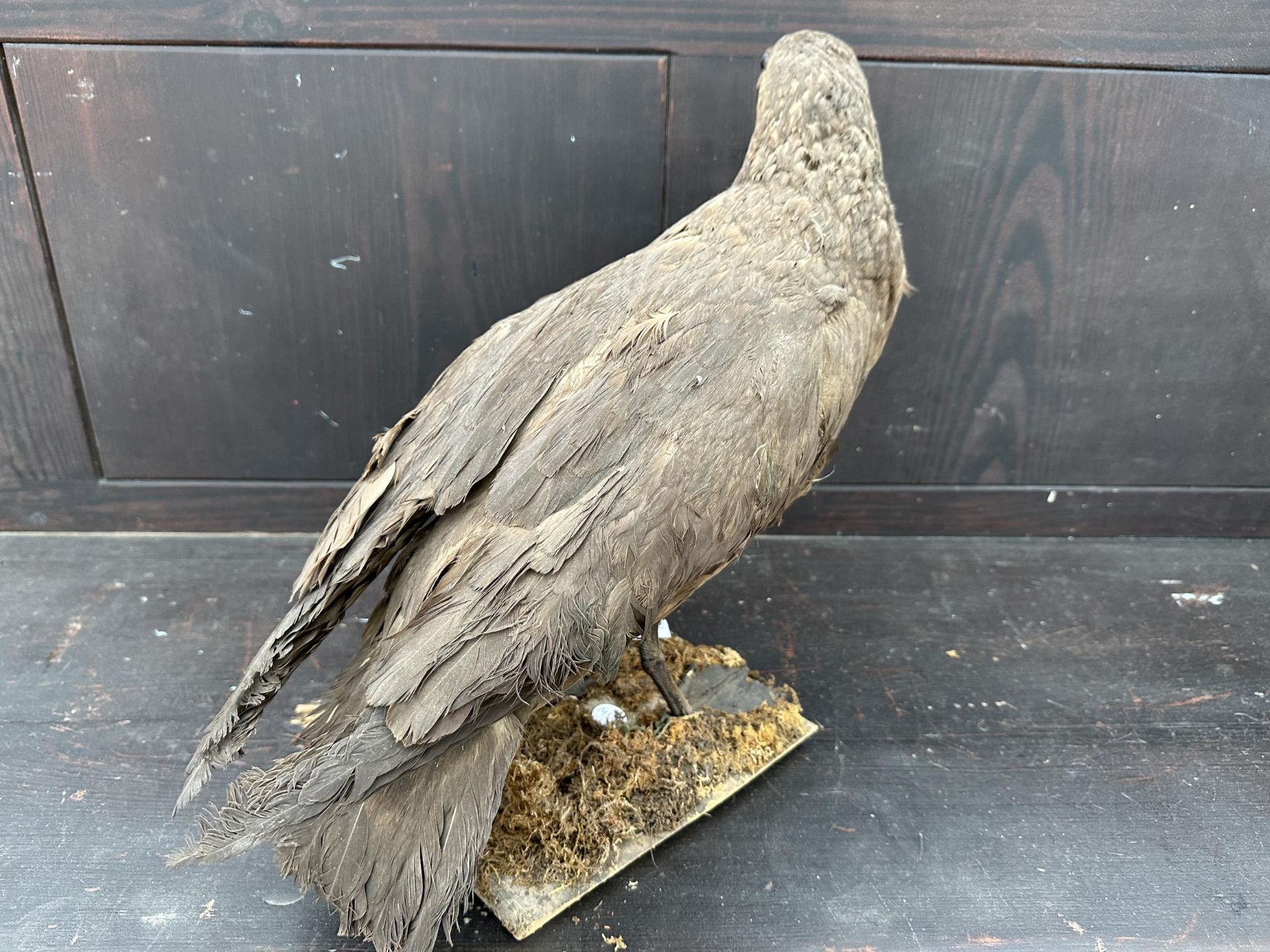 A LARGE TAXIDERMY SKUA ON A WOODEN PLINTH - Image 3 of 6