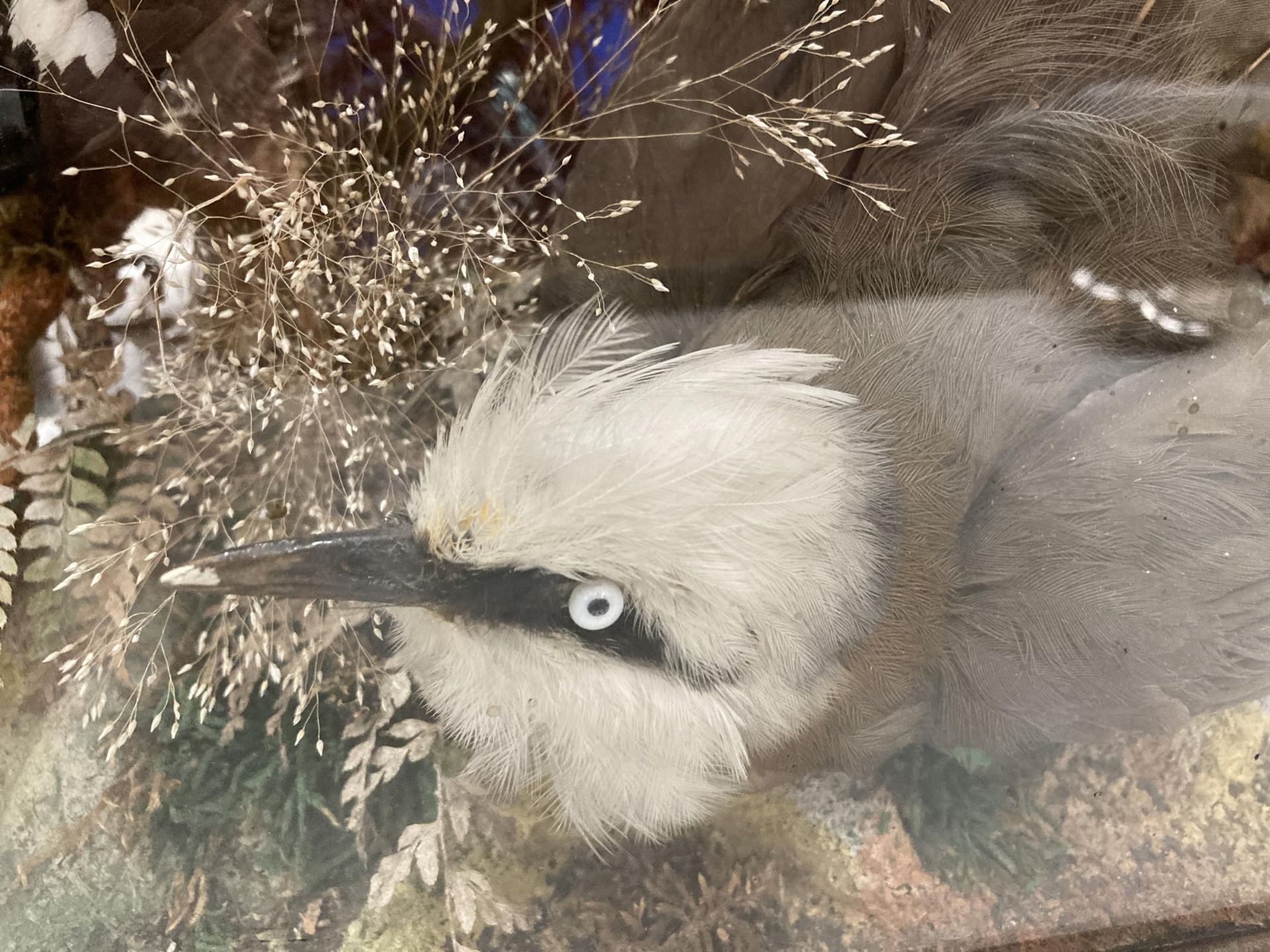 A LARGE VINTAGE TAXIDERMY BIRD MONTAGE DISPLAY IN LARGE GLASS DOME AND WOODEN BASE - Image 7 of 7