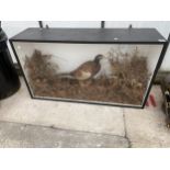 A LARGE CASED VINTAGE TAXIDERMY COCK PHEASANT