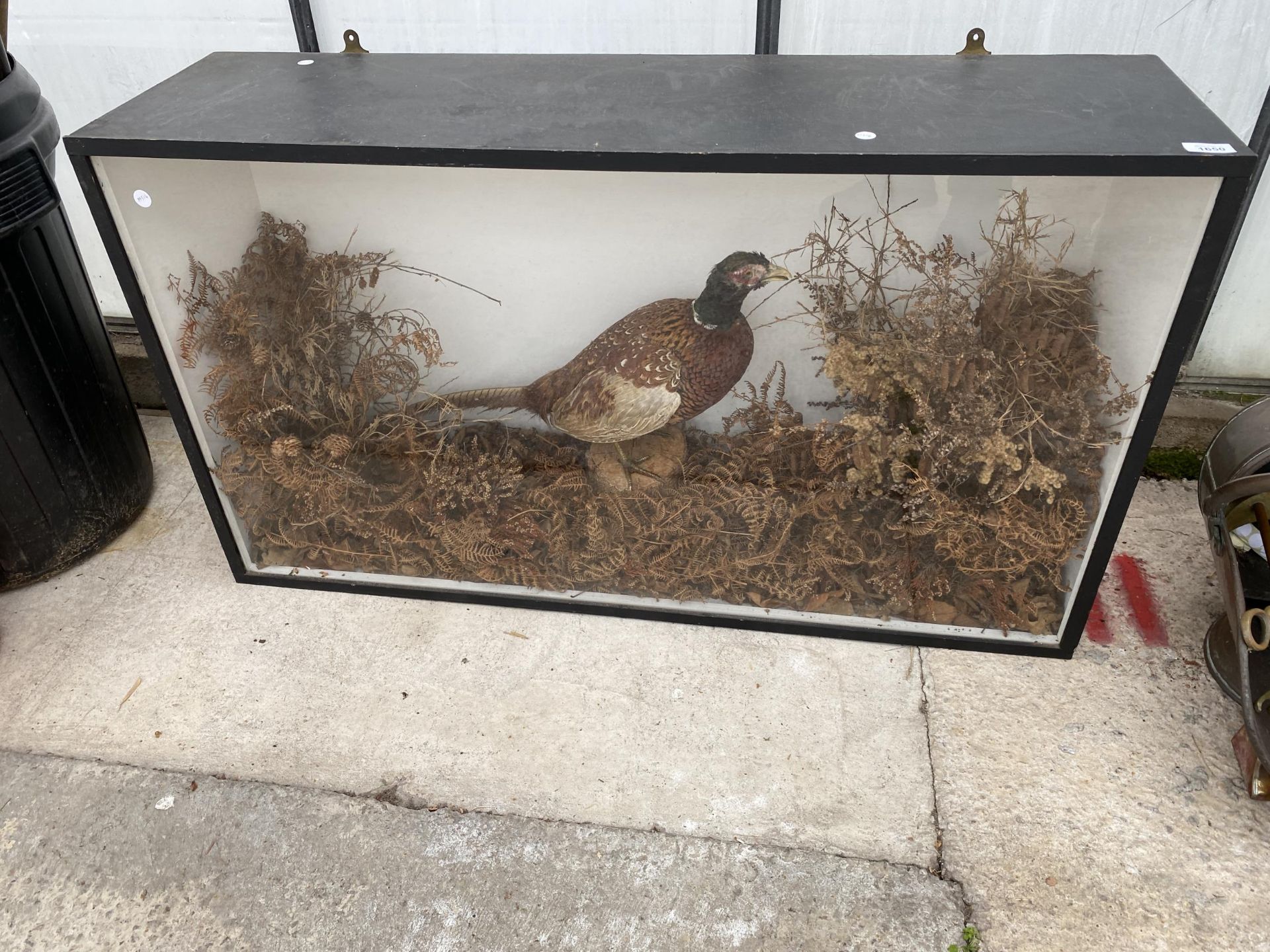 A LARGE CASED VINTAGE TAXIDERMY COCK PHEASANT