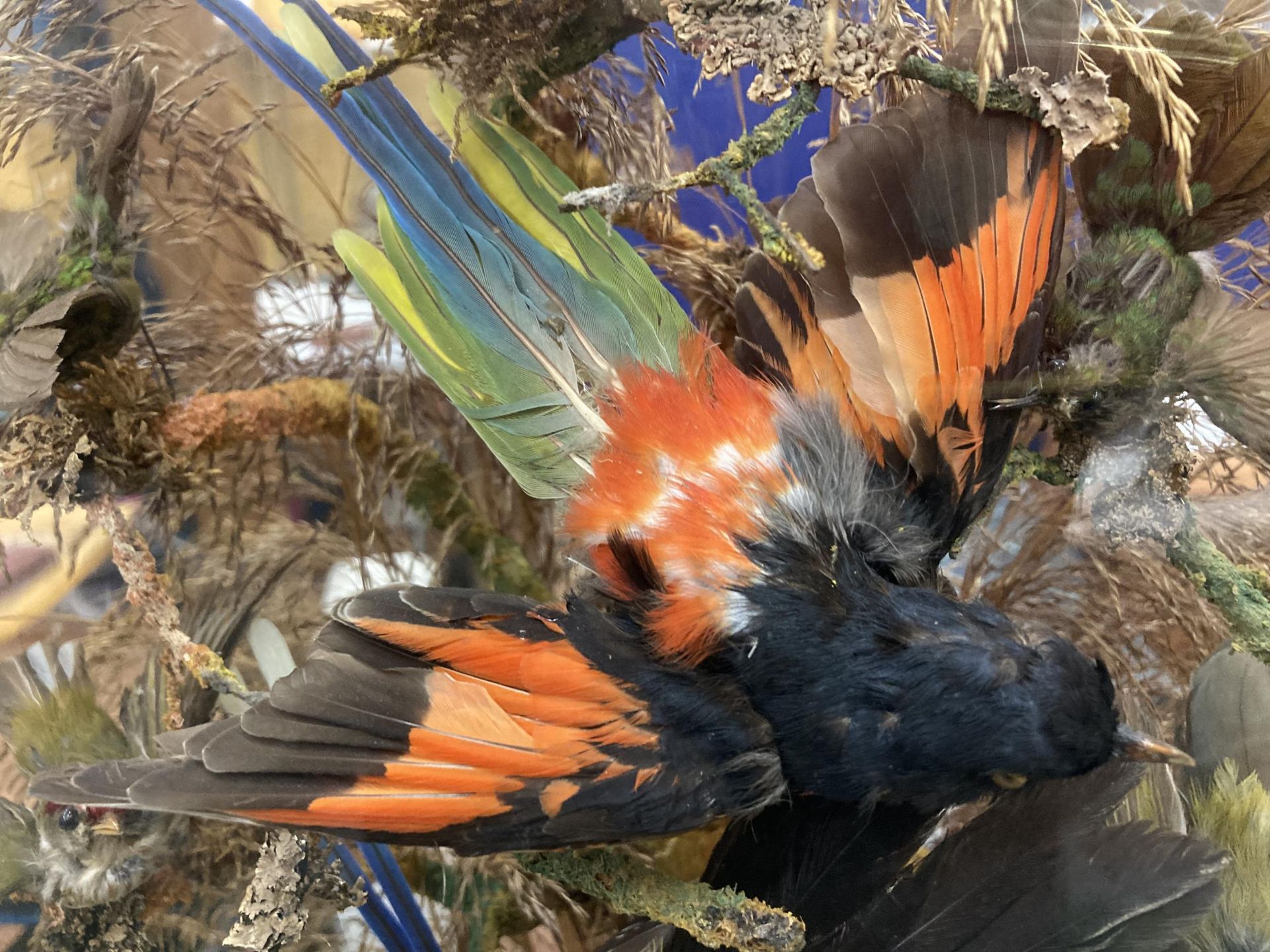 A LARGE VINTAGE TAXIDERMY BIRD MONTAGE DISPLAY IN LARGE GLASS DOME AND WOODEN BASE - Image 3 of 7