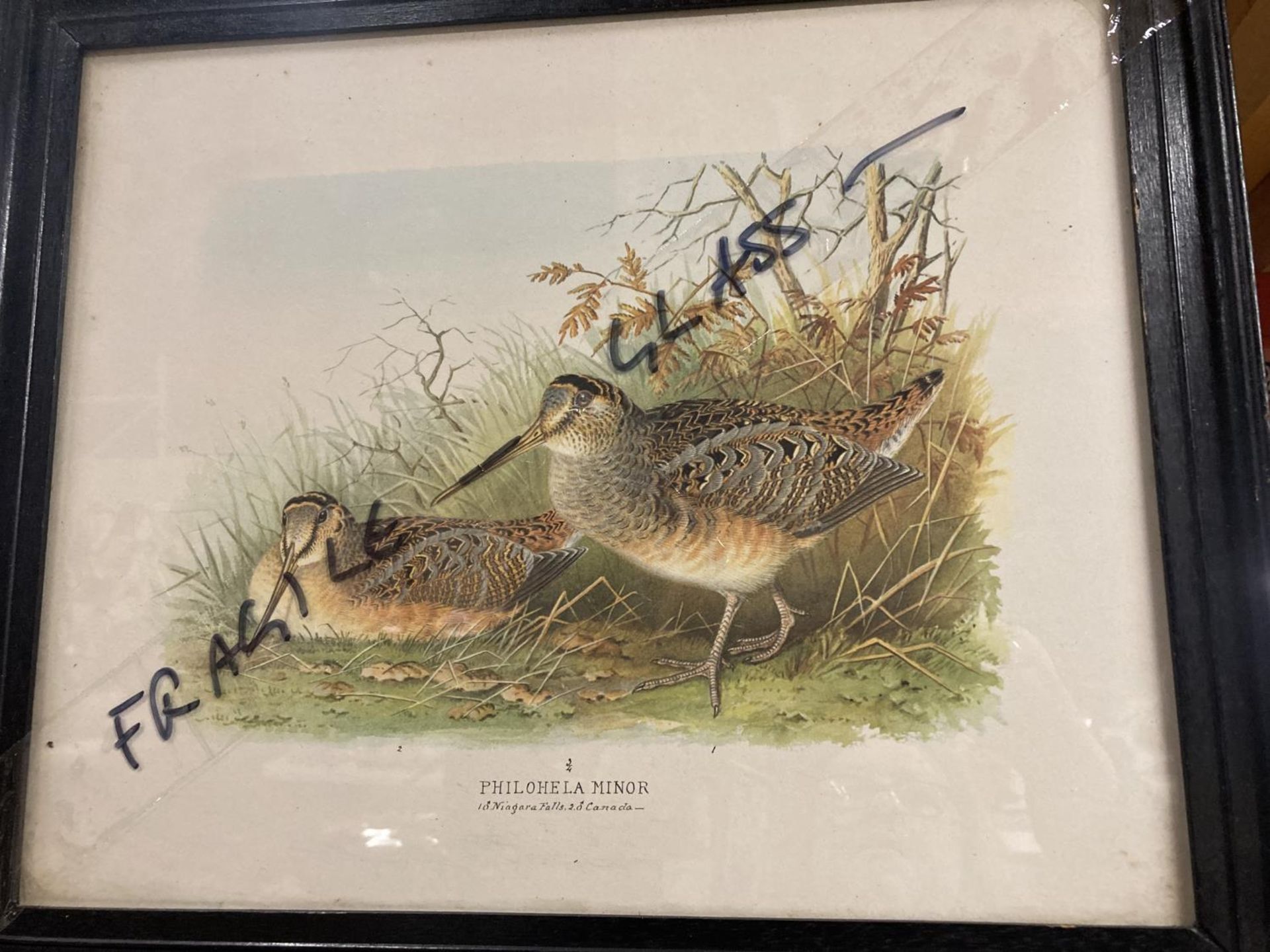 THREE FRAMED LITHOGRAPHS OF BIRDS OF THE WETLANDS - Image 4 of 4