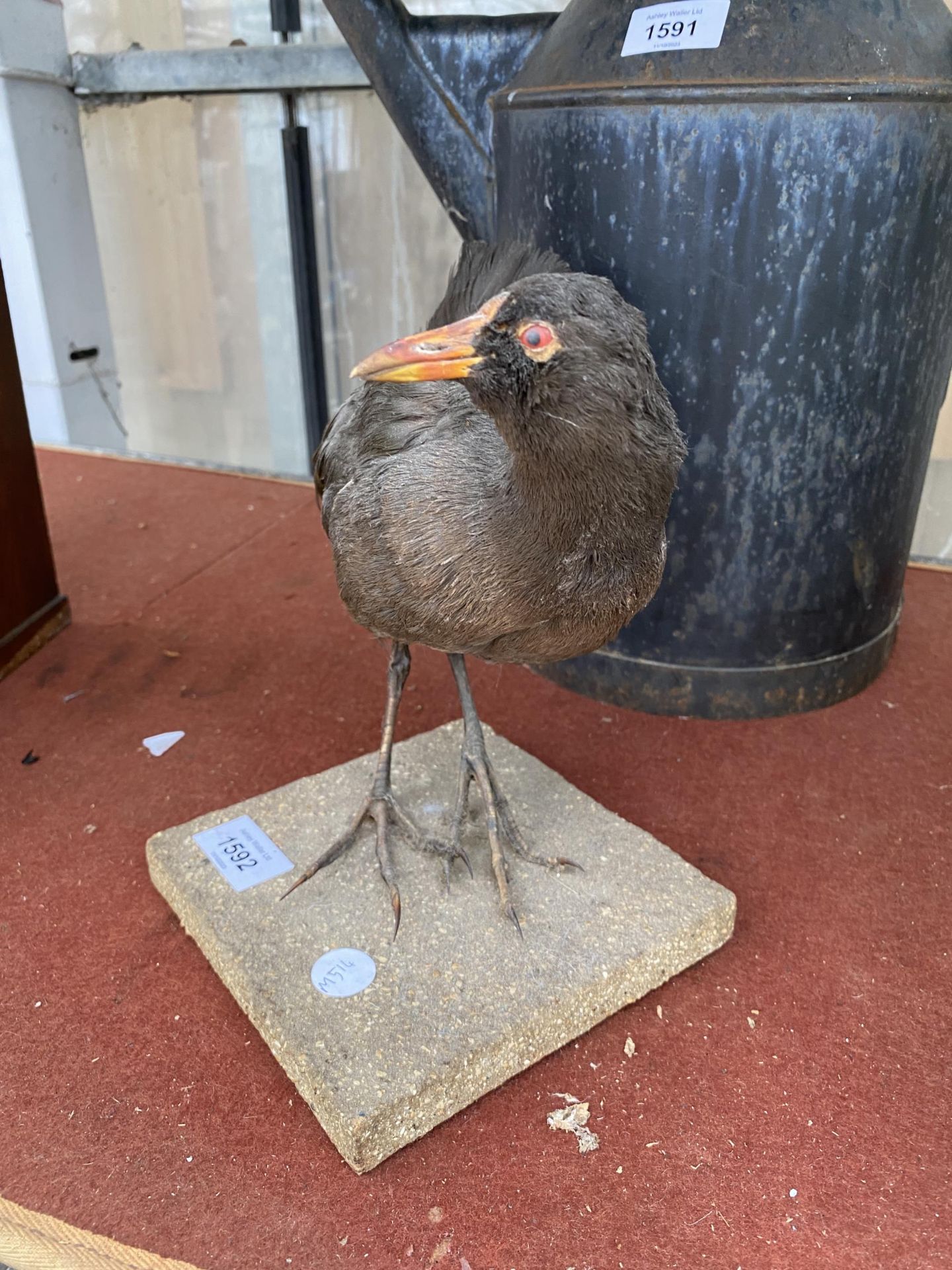 A VINTAGE TAXIDERMY MOREHEN WITH WOODEN PLINTH BASE - Image 2 of 3