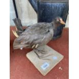 A VINTAGE TAXIDERMY MOREHEN WITH WOODEN PLINTH BASE