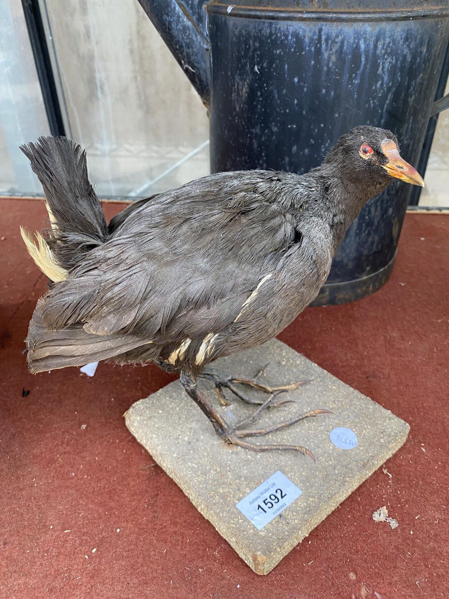 A VINTAGE TAXIDERMY MOREHEN WITH WOODEN PLINTH BASE