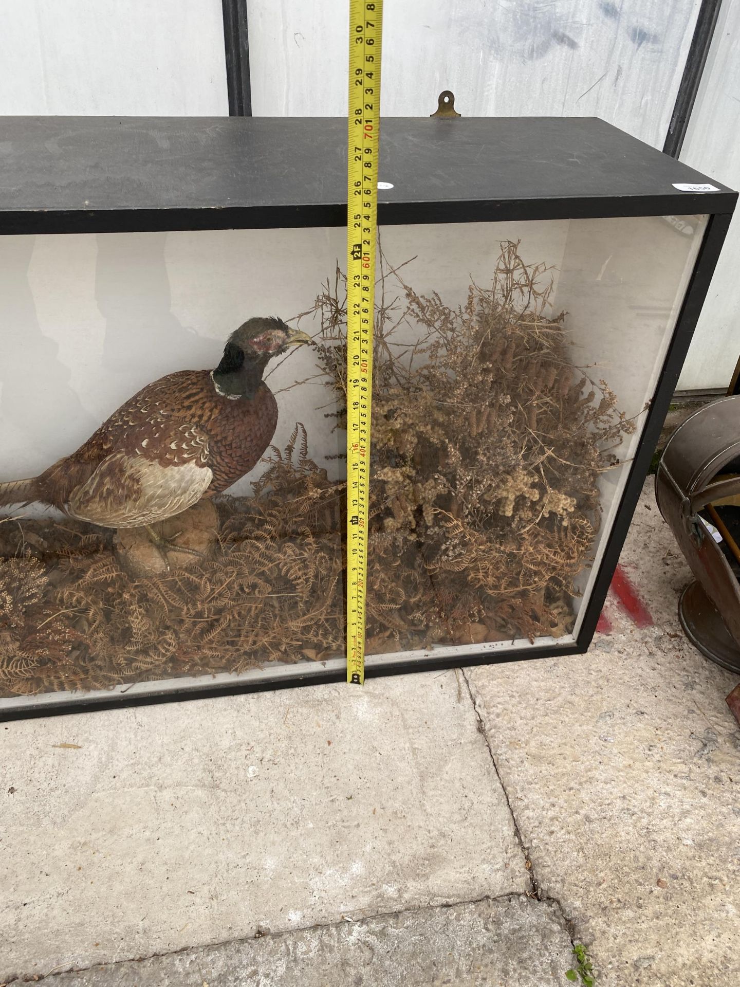 A LARGE CASED VINTAGE TAXIDERMY COCK PHEASANT - Image 6 of 7