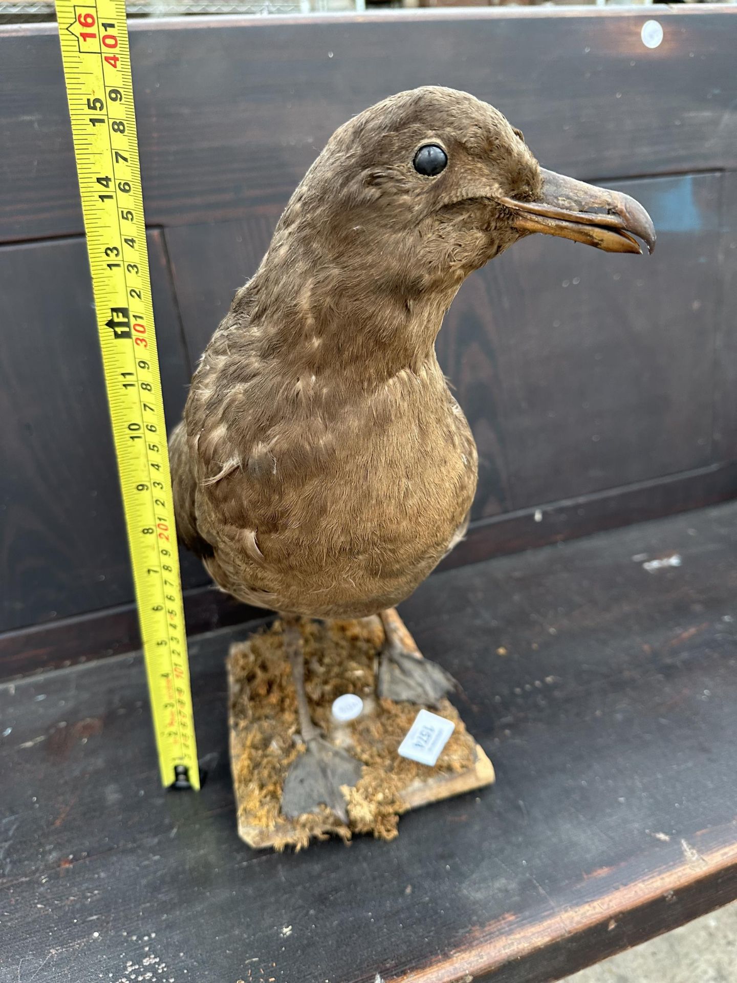 A LARGE TAXIDERMY SKUA ON A WOODEN PLINTH - Image 4 of 6
