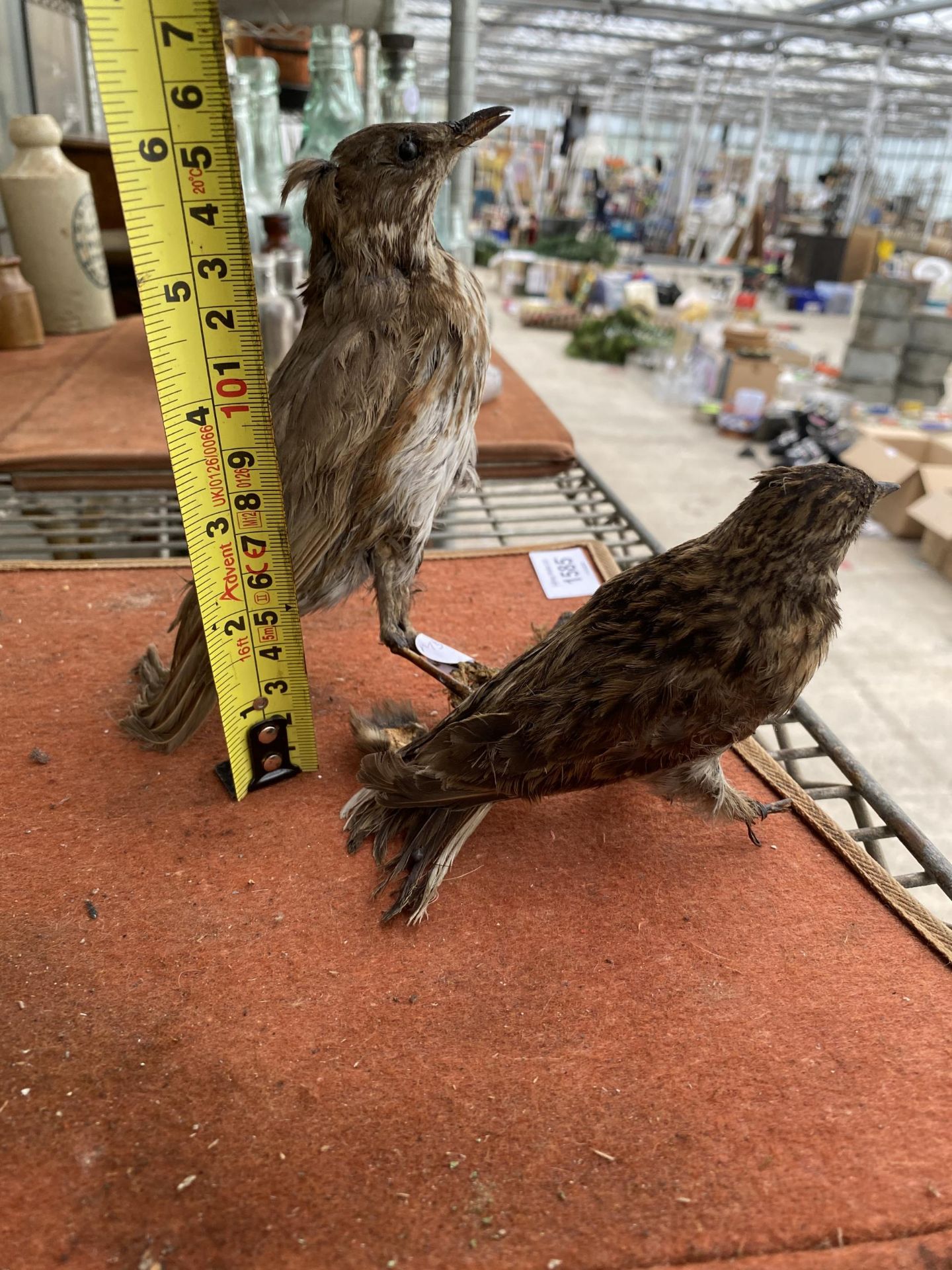 TWO SMALL TAXIDERMY BIRDS - Image 3 of 4