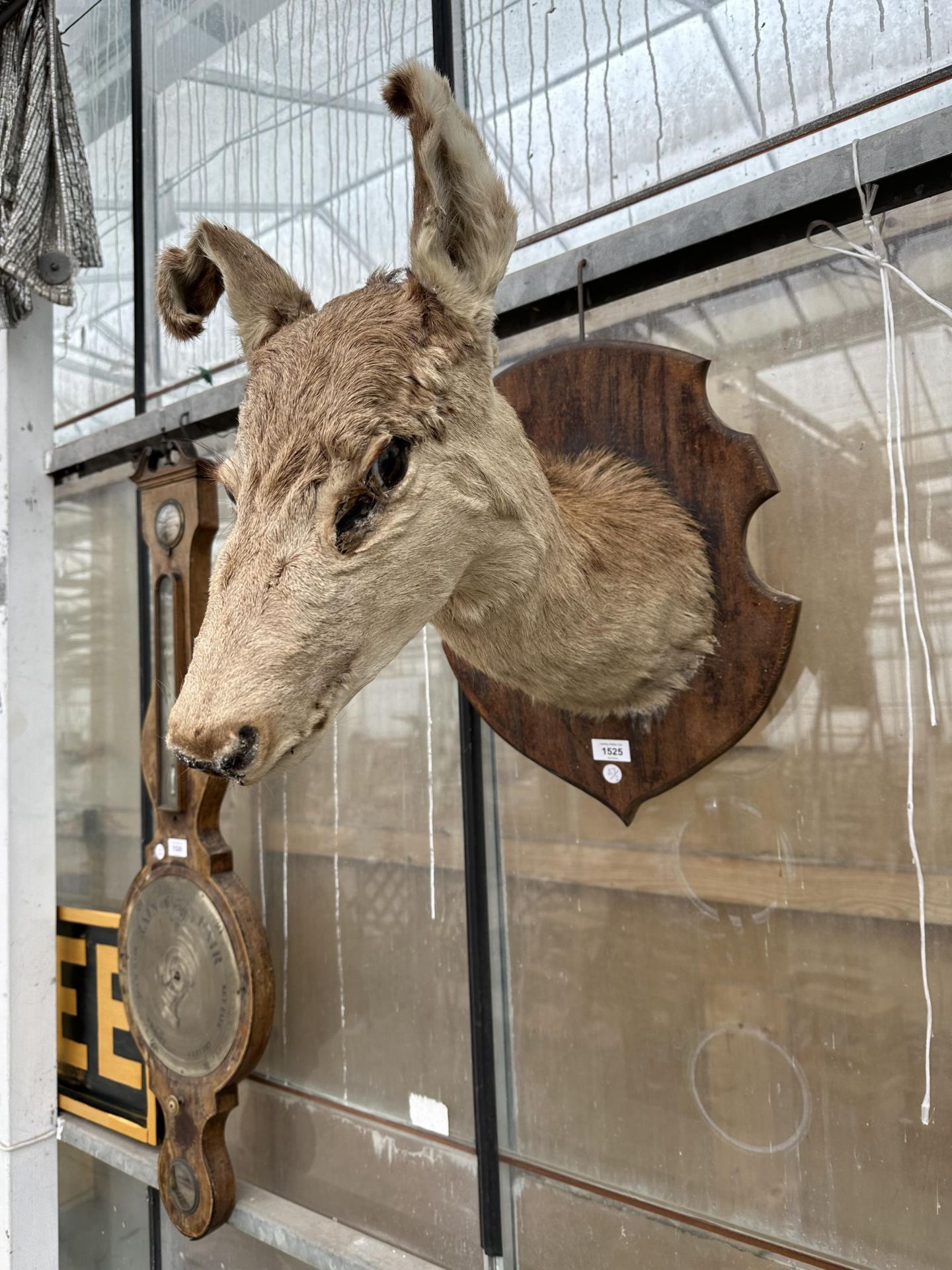 A VINTAGE TAXIDERMY DEER HEAD ON A WOODEN PLINTH - Bild 2 aus 4