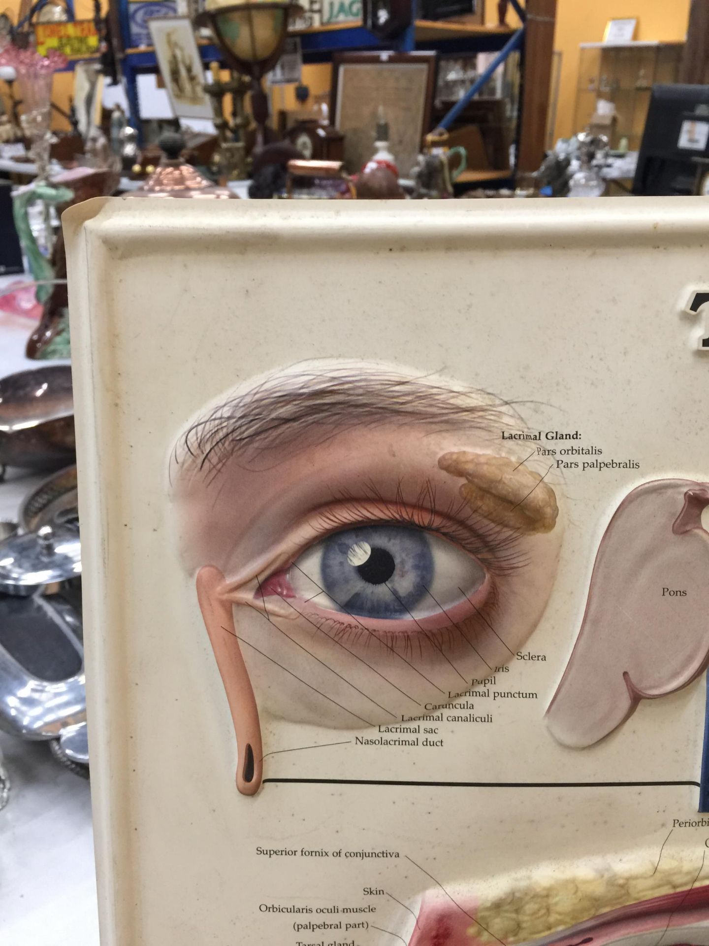 A VINTAGE ALCON MEDICAL OPTICIANS 'THE EYE' PLAQUE - Image 2 of 2