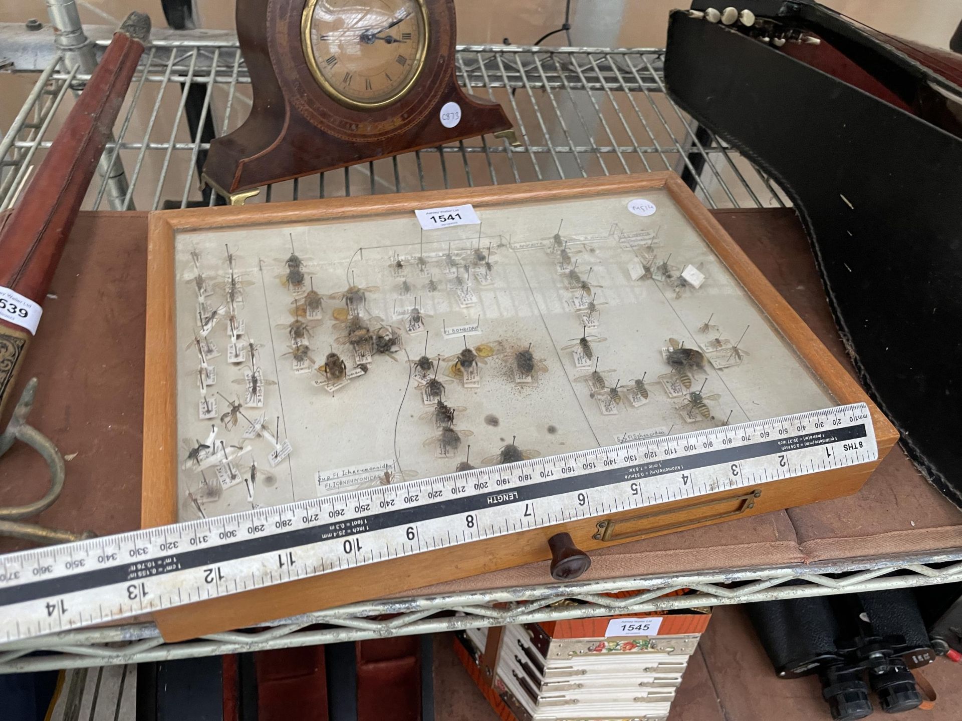 A WOODEN DISPLAY CASE CONTAINING WASPS AND BEES ETC - Image 10 of 10