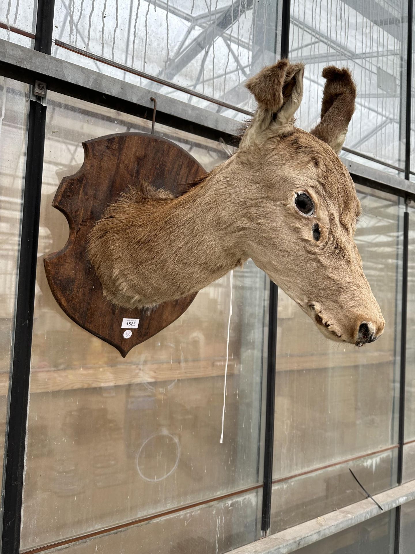 A VINTAGE TAXIDERMY DEER HEAD ON A WOODEN PLINTH