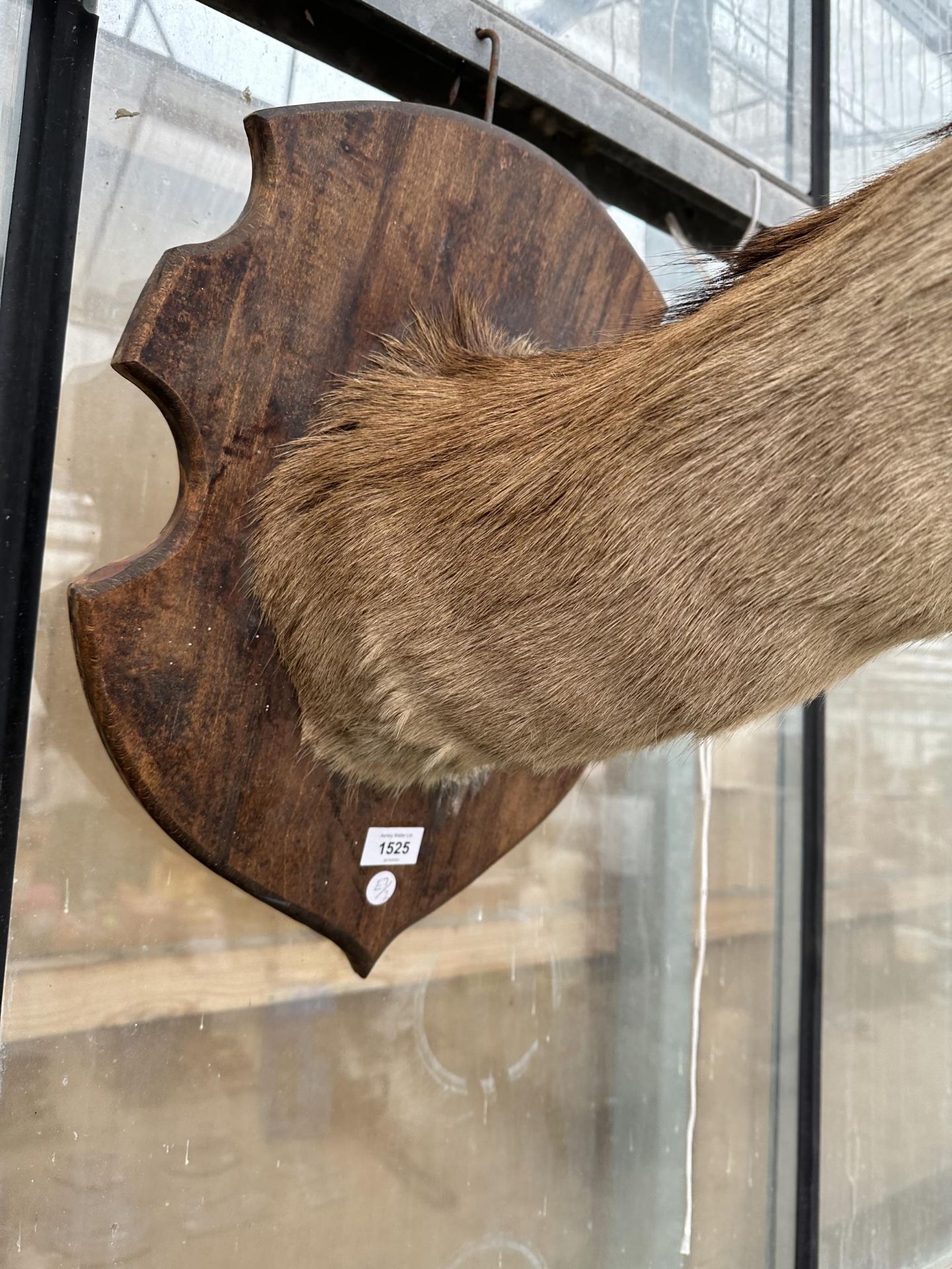 A VINTAGE TAXIDERMY DEER HEAD ON A WOODEN PLINTH - Bild 4 aus 4