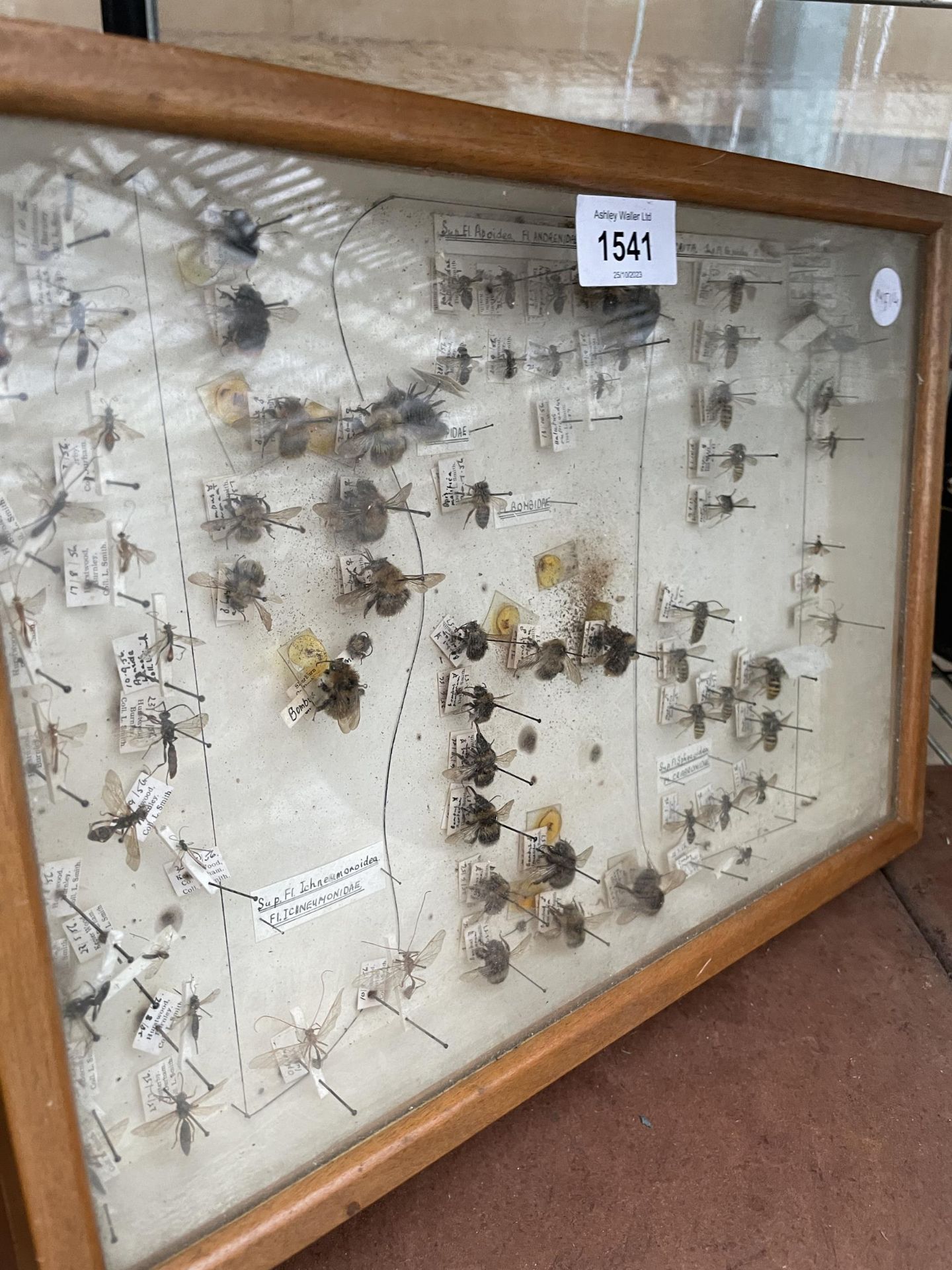 A WOODEN DISPLAY CASE CONTAINING WASPS AND BEES ETC - Image 2 of 10