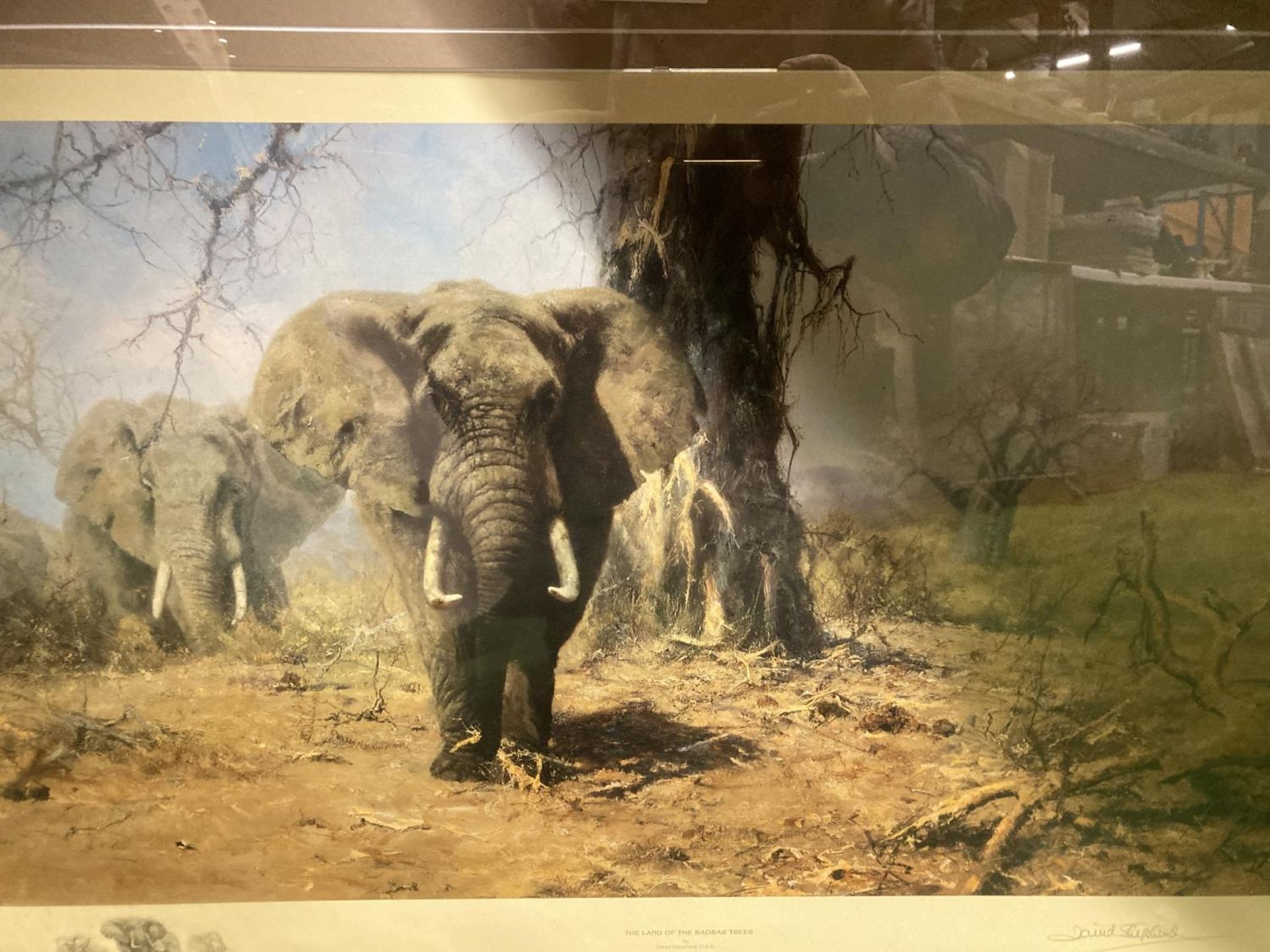 A DAVID SHEPHERD SIGNED LIMITED EDITION PRINT 'THE LAND OF THE BAOBAB TREES', 95CM X 52CM - Image 5 of 5