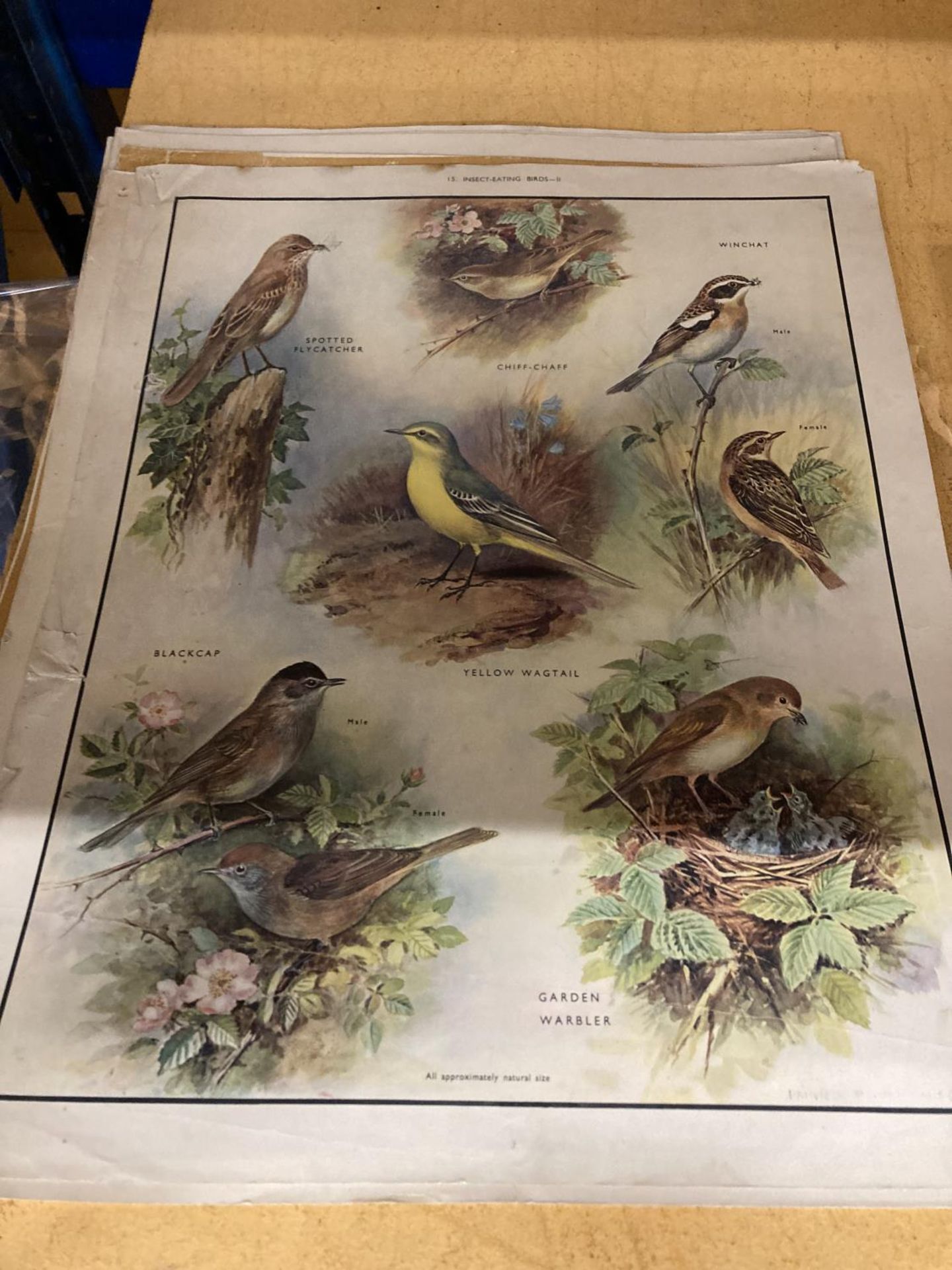 A COLLECTION OF LARGE VINTAGE PRINTS DEPICTING FLOWERS AND ANIMALS - 13 IN TOTAL - Bild 2 aus 4