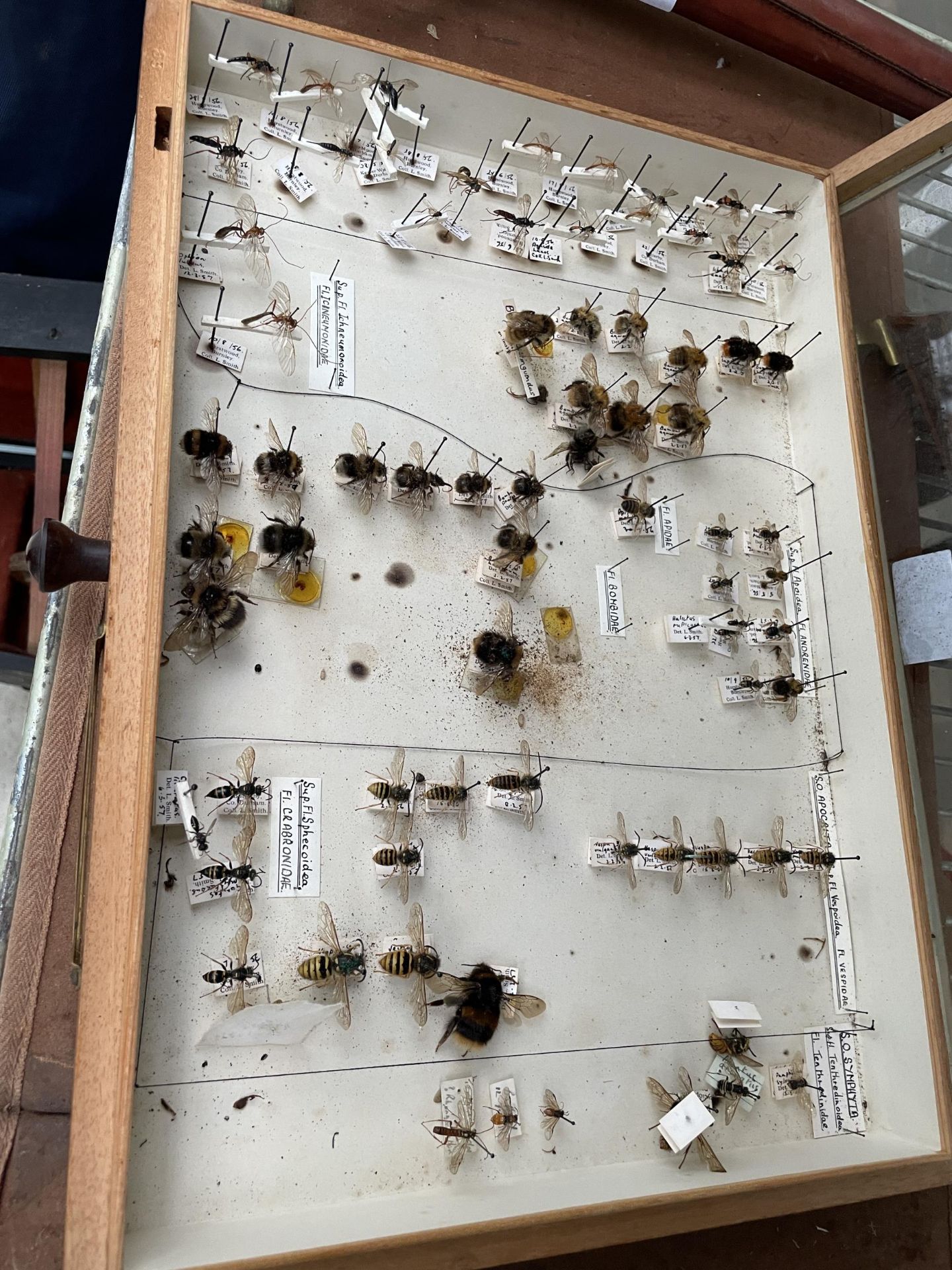 A WOODEN DISPLAY CASE CONTAINING WASPS AND BEES ETC - Image 7 of 10