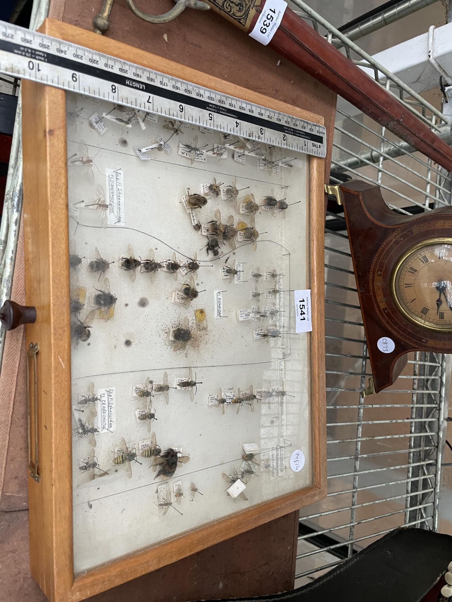 A WOODEN DISPLAY CASE CONTAINING WASPS AND BEES ETC - Image 9 of 10
