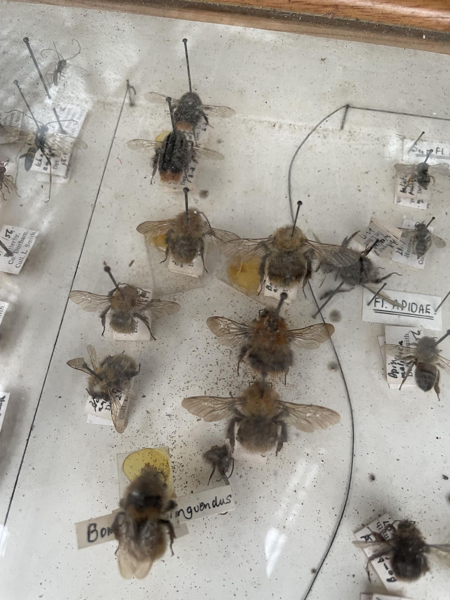 A WOODEN DISPLAY CASE CONTAINING WASPS AND BEES ETC - Image 4 of 10