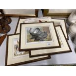 FIVE FRAMED PRINTS OF CHICKEN BREEDS TO INCLUDE BANTUMS, BUFF ORPINGTONS, PLYMOUTH ROCKS, ETC PLUS