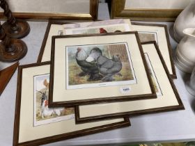 FIVE FRAMED PRINTS OF CHICKEN BREEDS TO INCLUDE BANTUMS, BUFF ORPINGTONS, PLYMOUTH ROCKS, ETC PLUS