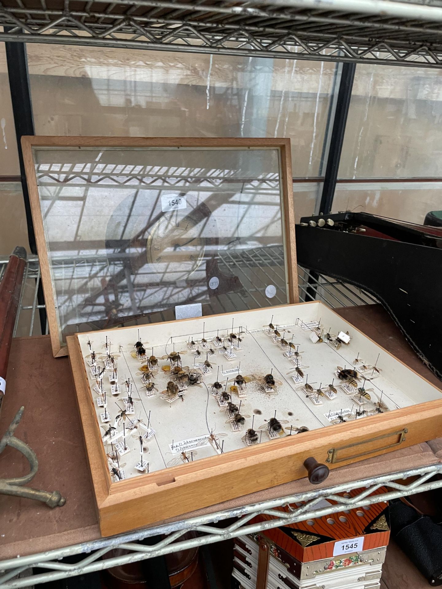 A WOODEN DISPLAY CASE CONTAINING WASPS AND BEES ETC - Image 8 of 10
