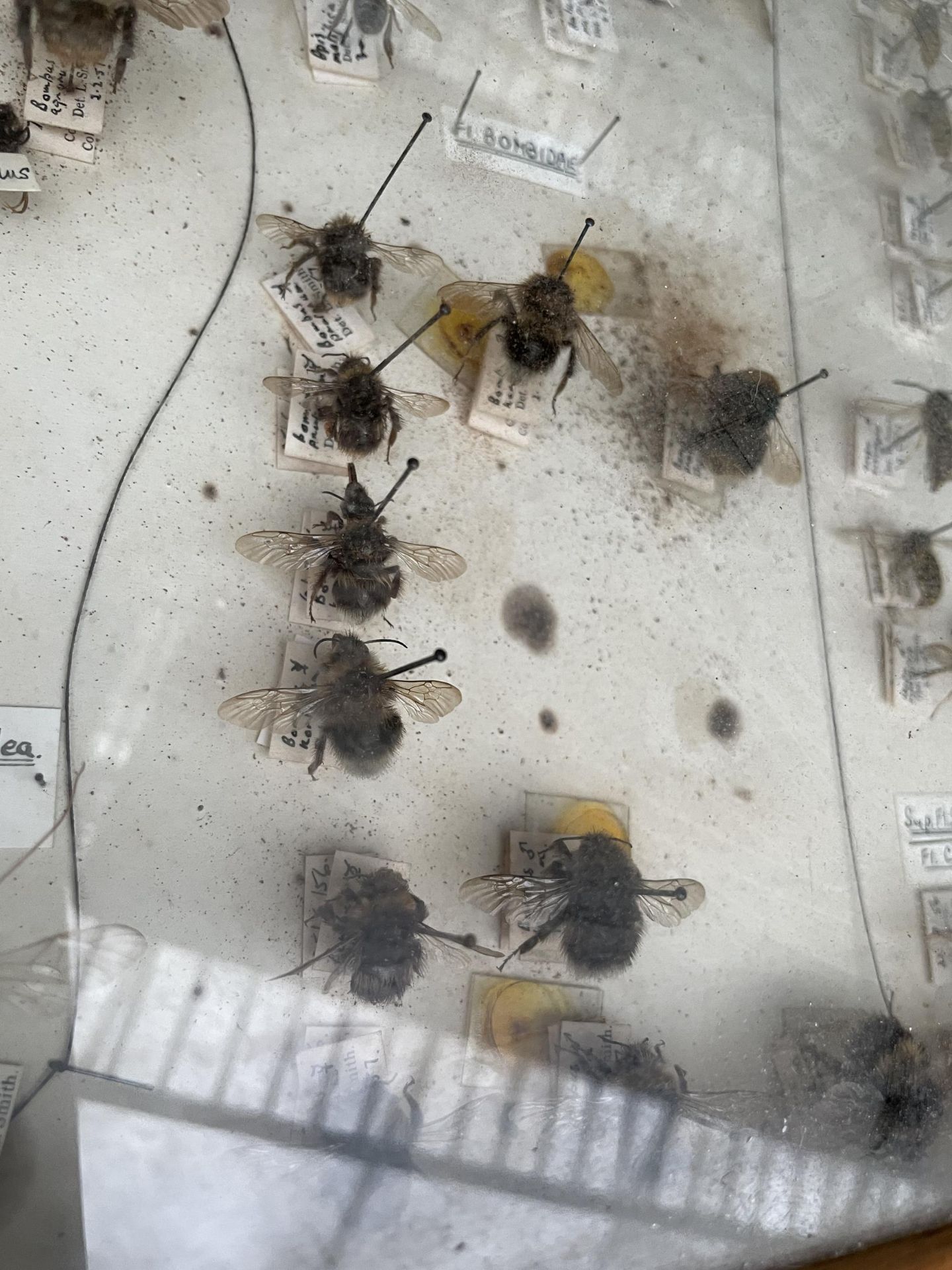 A WOODEN DISPLAY CASE CONTAINING WASPS AND BEES ETC - Image 5 of 10