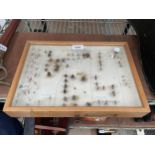 A WOODEN DISPLAY CASE CONTAINING WASPS AND BEES ETC