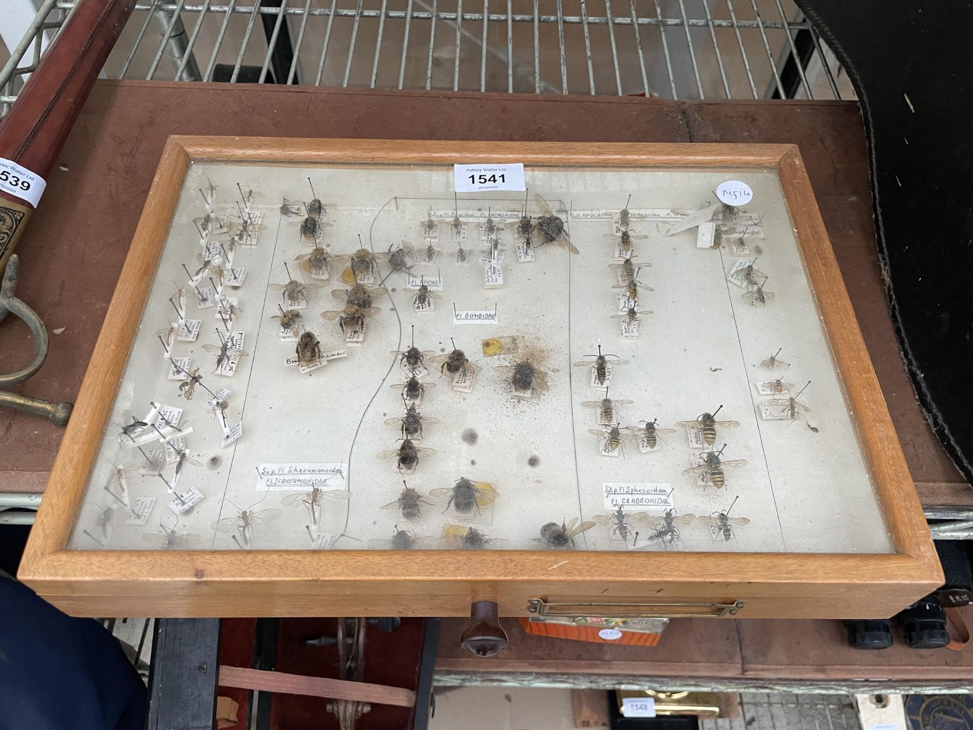 A WOODEN DISPLAY CASE CONTAINING WASPS AND BEES ETC