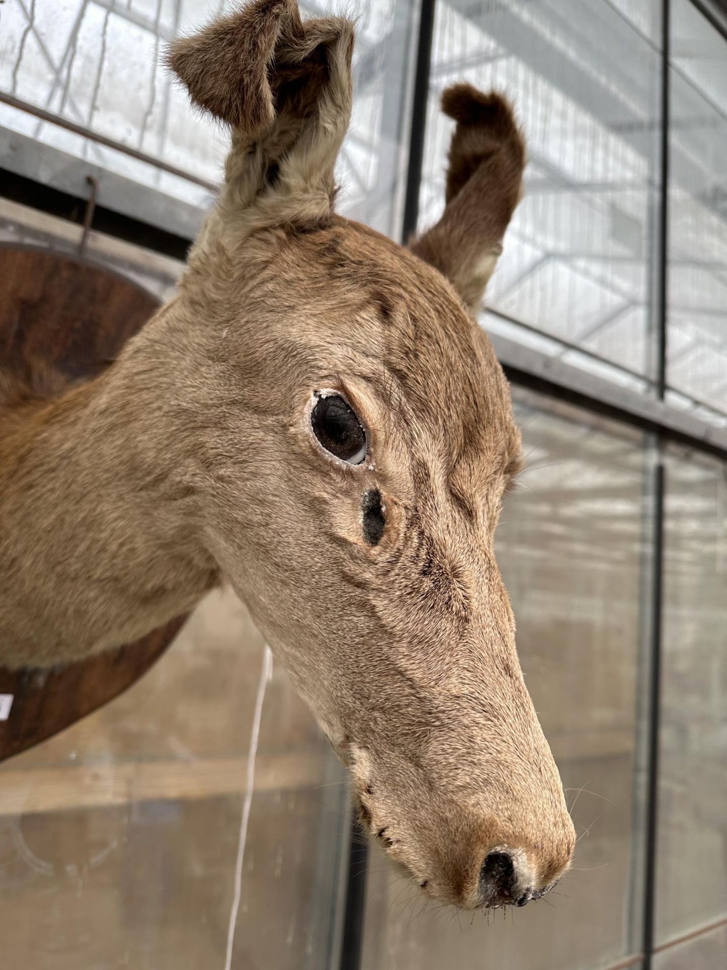 A VINTAGE TAXIDERMY DEER HEAD ON A WOODEN PLINTH - Bild 3 aus 4