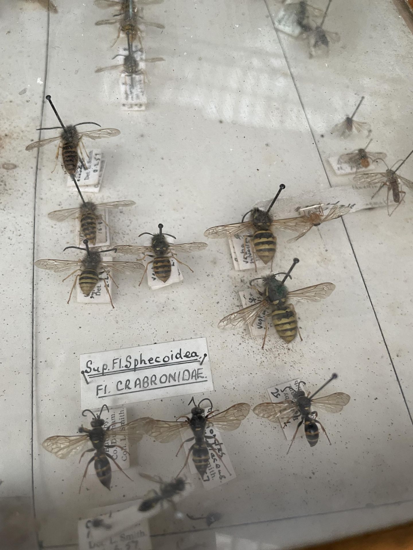 A WOODEN DISPLAY CASE CONTAINING WASPS AND BEES ETC - Image 3 of 10