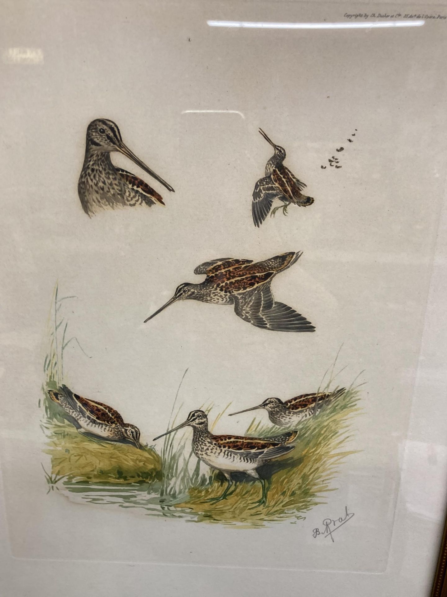 A SET OF FOUR FRAMED PENCIL SIGNED BIRD AND DOG WILDLIFE PRINTS - Image 2 of 6