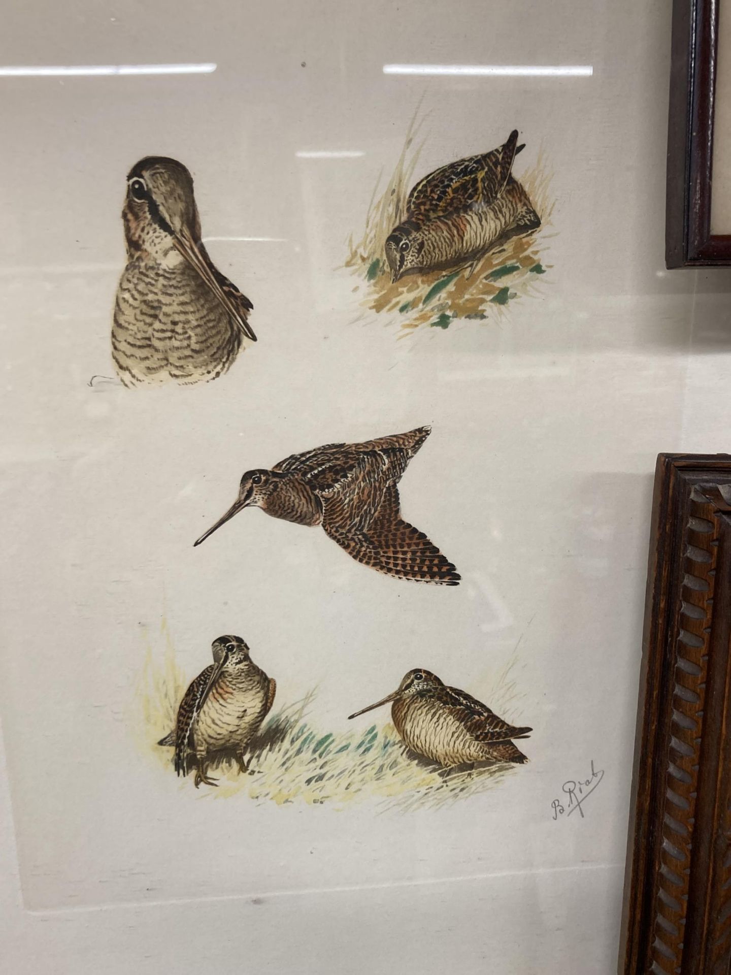 A SET OF FOUR FRAMED PENCIL SIGNED BIRD AND DOG WILDLIFE PRINTS - Image 5 of 6