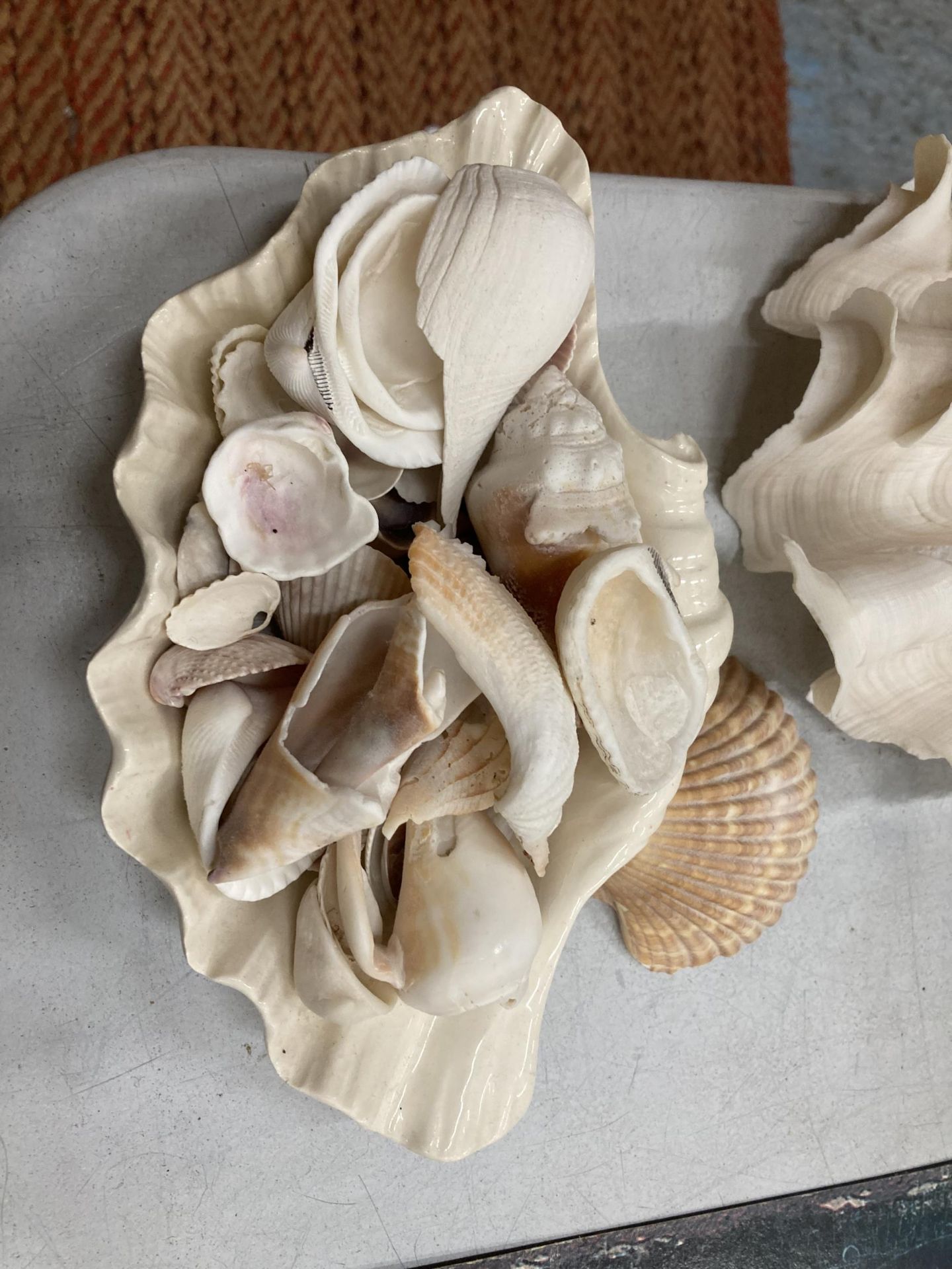 A COLLECTION OF DECORATIVE SEA SHELLS - Image 2 of 4