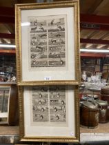 TWO 1925 PEARS' ANNUAL XVTH CENTURY ILLUSTRATED NURSERY RHYMES PRINTS - FRAMED