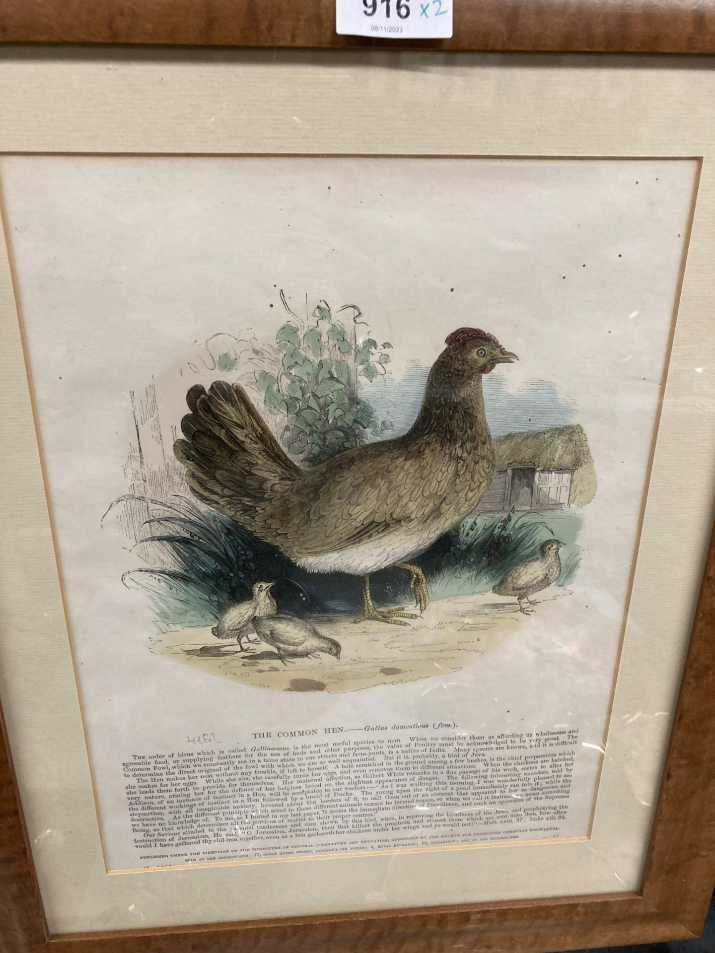 TWO FRAMED PRINTS OF BIRDS, 'THE COMMON HEN' AND 'THE COCK' - Image 3 of 3