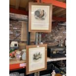 TWO FRAMED PRINTS OF BIRDS, 'THE COMMON HEN' AND 'THE COCK'