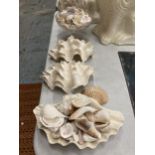 A COLLECTION OF DECORATIVE SEA SHELLS