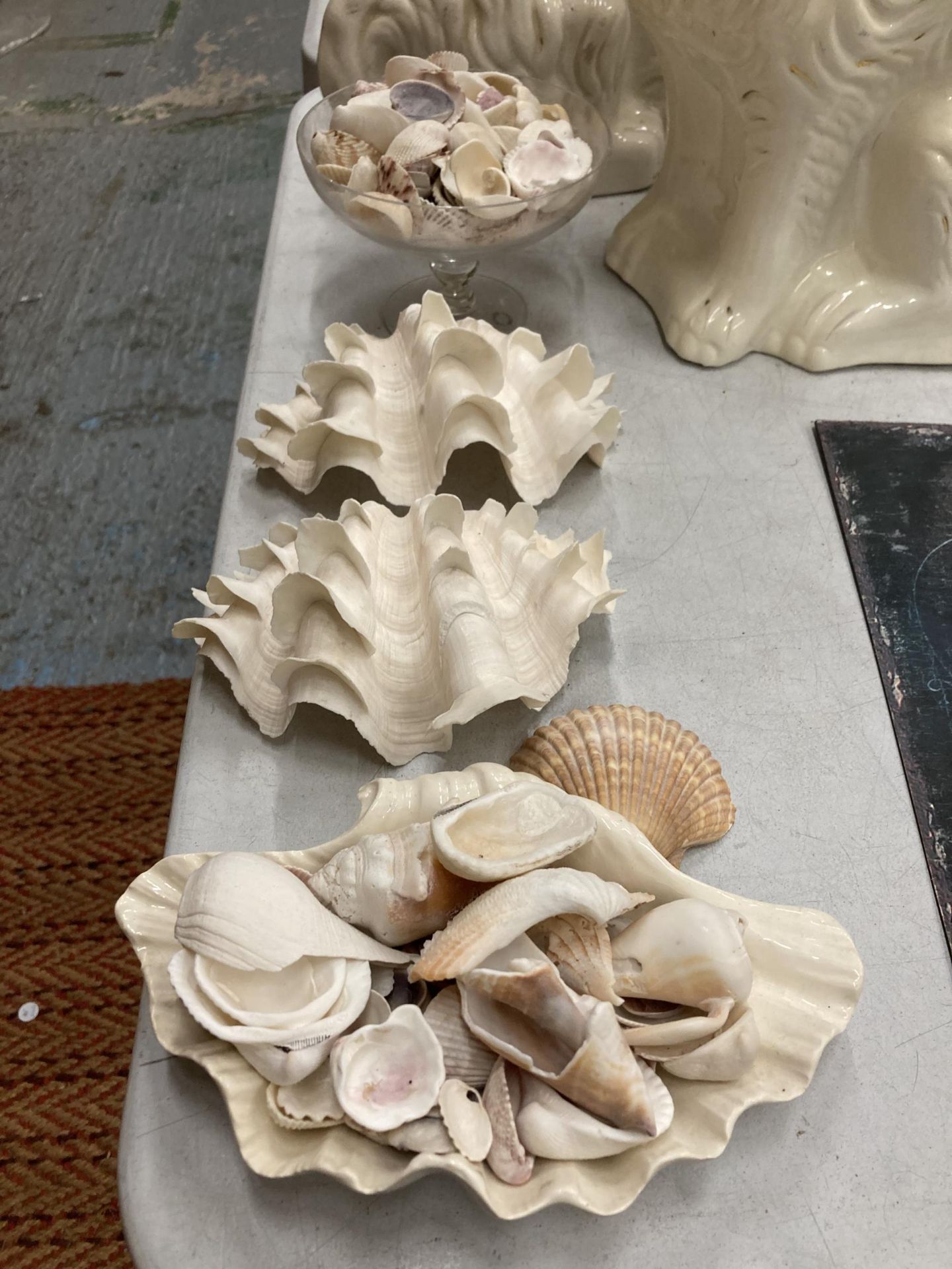 A COLLECTION OF DECORATIVE SEA SHELLS